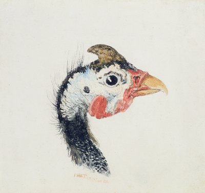 Pärlhöns, från The Farnley Book of Birds, c.1816 av Joseph Mallord William Turner