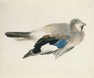Jay, från The Farnley Book of Birds, c.1816 (penna och akvarell på papper) av Joseph Mallord William Turner