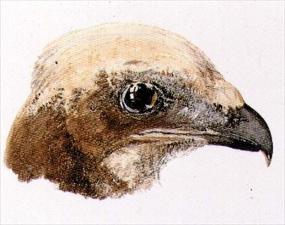 Moor Hawk, från The Farnley Book of Birds, c.1816 (penna och akvarell på papper) av Joseph Mallord William Turner