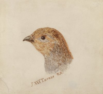 Partridge, från The Farnley Book of Birds, c.1816 (penna och akvarell på papper) av Joseph Mallord William Turner
