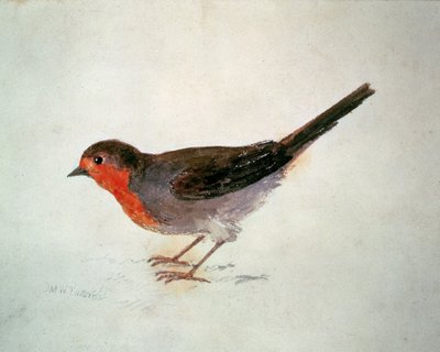 Robin, från The Farnley Book of Birds, c.1816 (penna och akvarell på papper) av Joseph Mallord William Turner