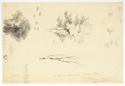 Skisser av almar och askar av Joseph Mallord William Turner