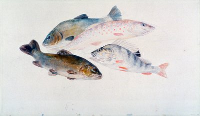 Studie av fisk: två sutare, en öring och en abborre, c1822-1824. av Joseph Mallord William Turner