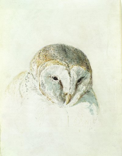White Barn Owl, från The Farnley Book of Birds, c.1816 (penna och akvarell på papper) av Joseph Mallord William Turner