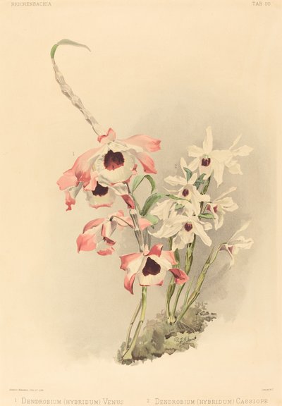 Dendrobium Hybridium Venus och Dendrobium Hybridium Cassiope. av Joseph Mansell