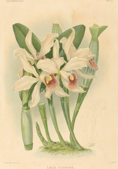 Laelia Euspatha. av Joseph Mansell