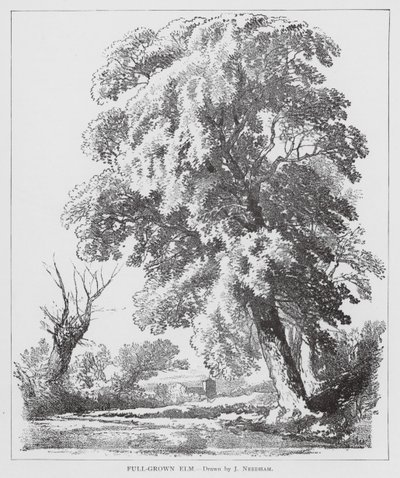 Fullvuxen alm (litho) av Joseph Needham