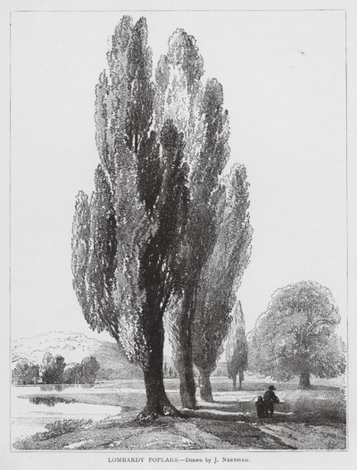 Lombardiska popplar (litho) av Joseph Needham