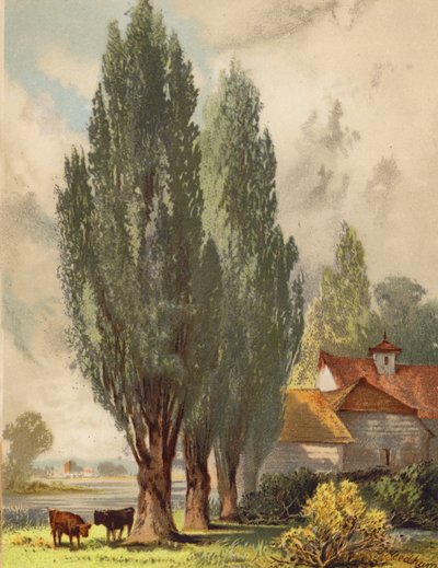 Lombardiska popplar, engelsk scen (färglitografi) av Joseph Needham