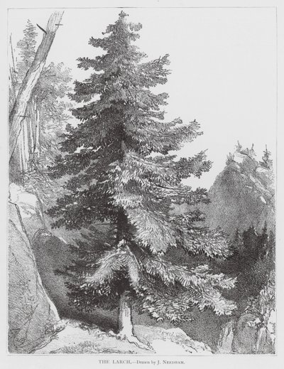 Lärken (litografi) av Joseph Needham
