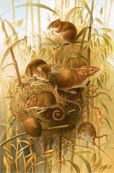 Harvest Mouse av Joseph Smit
