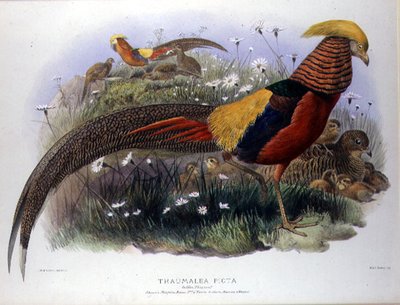 Thaumalea picta (Guldfasan) graverad av M. & N. Hanhart av Joseph and Smit J. Wolf