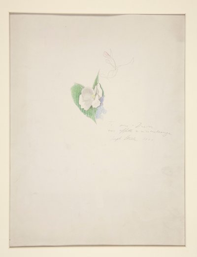 Blomma av Joseph Stella