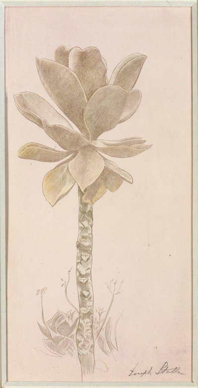 Studie av blommor av Joseph Stella