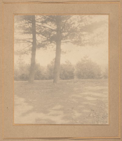 Landskap med träd,ca. 1900 (foto) av Joseph T. Keiley