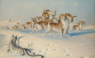En snöleopard som förföljer Ovis Poli, av Joseph Wolf