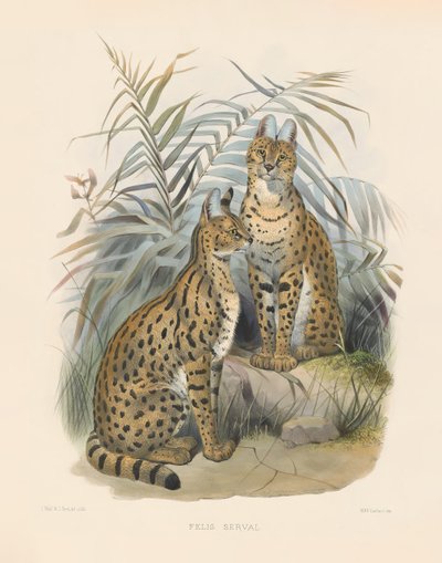  av Joseph Wolf