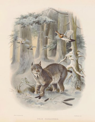  av Joseph Wolf
