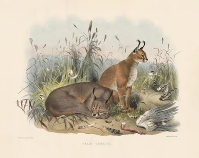  av Joseph Wolf