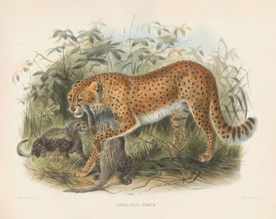  av Joseph Wolf