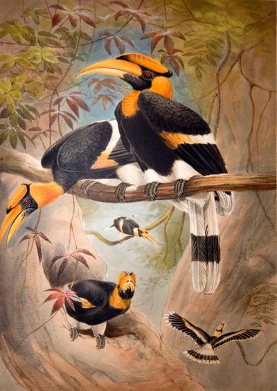 Konkav Hornbill-hjälm, 1861 av Joseph Wolf