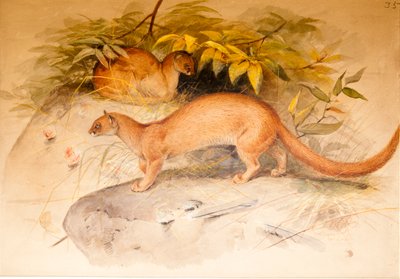 Öron av Joseph Wolf