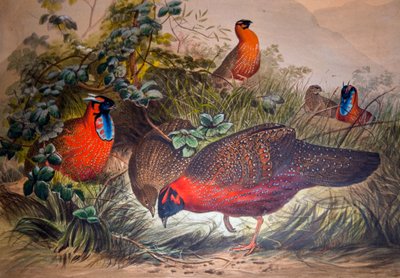Horned Tragopan, 1861 av Joseph Wolf
