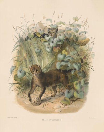  av Joseph Wolf