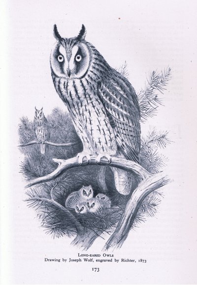Long Eared Owl, Nature in Britain publicerad av Collins, 1946 av Joseph Wolf