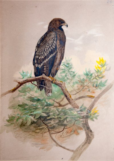 Fläckörn (Aquila clanga), 1856-67 av Joseph Wolf