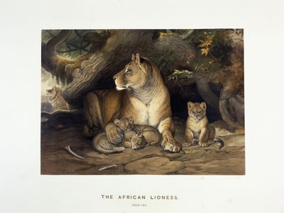 Den afrikanska lejoninnan, ca 1880-1883 av Joseph Wolf