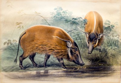Röda floden Hog, 1865 av Joseph Wolf