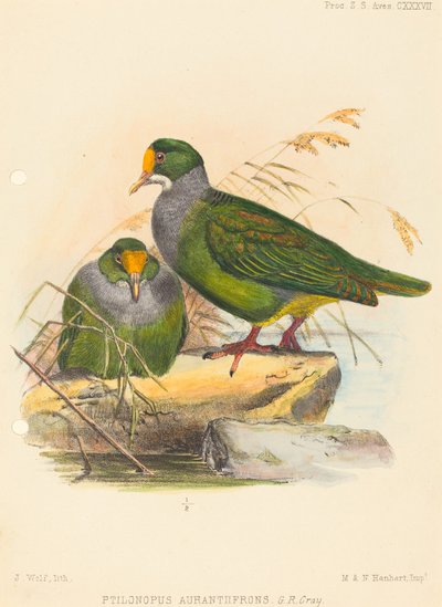 Två fåglar (Ptilonopus Auranthfrons) av Joseph Wolf