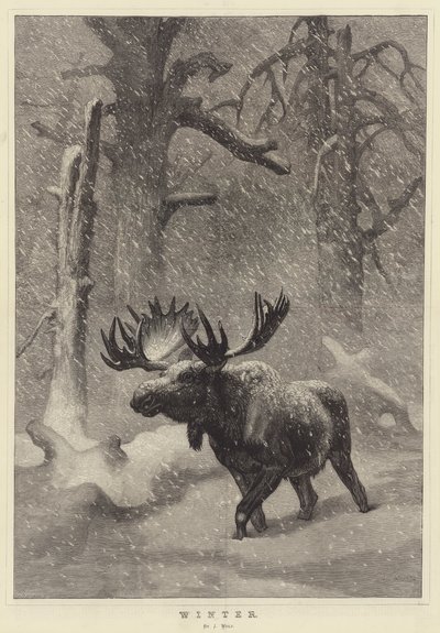 Vinter av Joseph Wolf