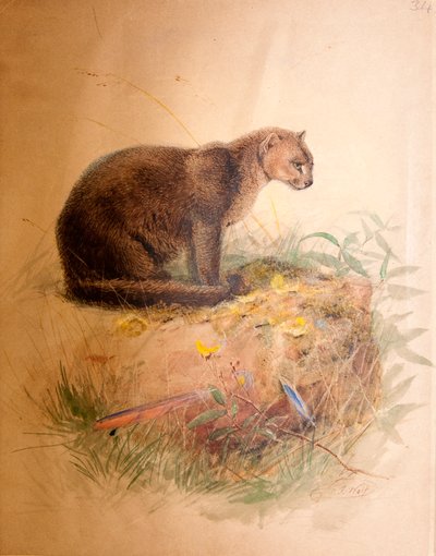 Yagurundi Cat, 1851-69 av Joseph Wolf