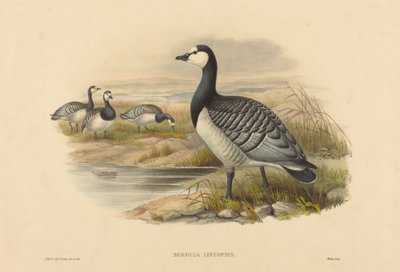 Havsmörgås (Bernicla Leucopsis) av Joseph Wolf and H.C. Richter