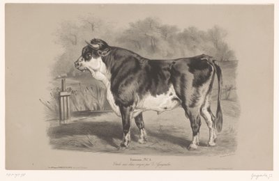 Tjur på en äng Taureau (titel på objekt) Djurstudier i två typer av krita (serietitel) Etude aux deux crayons par Z. Gengembre (serietitel på objekt) av Joseph Zephyris Gengembre