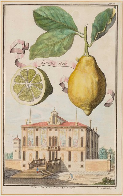 Citron Pero. av Joseph de Montalegre
