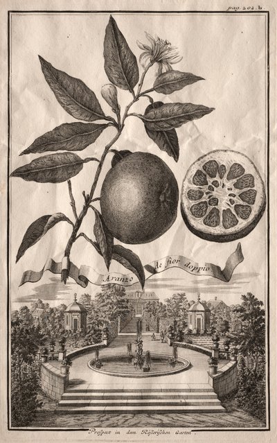 Nurnbergische Hesperides: Double Aranzo de fior, 1714. av Joseph de Montalegre