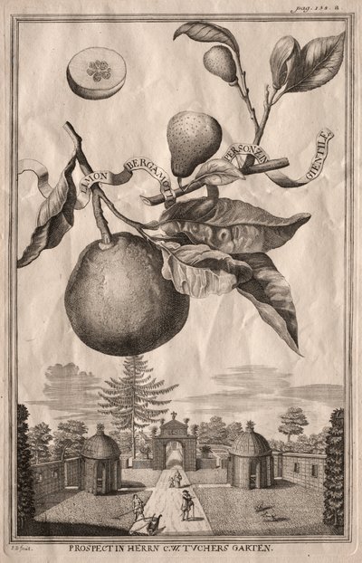 Nurnbergische Hesperides: Limon bergamott personzin gientile av Joseph de Montalegre