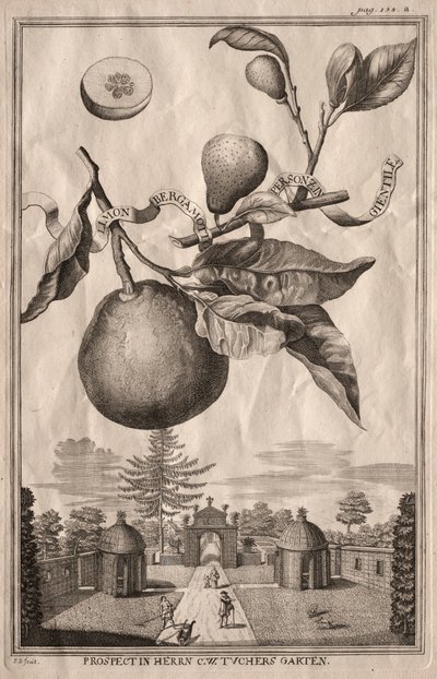 Nurnbergische Hesperides: Limon bergamot personzin gientile, 1714. av Joseph de Montalegre