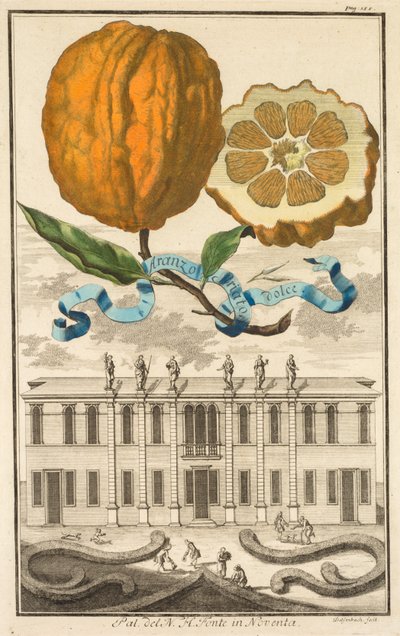 Nurnbergische Hesperides: Nr 185 - Sweet Striated Aranzo. Palazzo del N. H. Fonte i Noventa av Joseph de Montalegre
