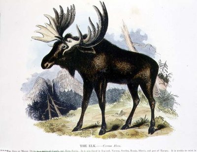 Älgen (Cervus alces) pedagogisk illustration pub. av Sällskapet för främjande av kristendomskundskap av Josiah Wood Whymper