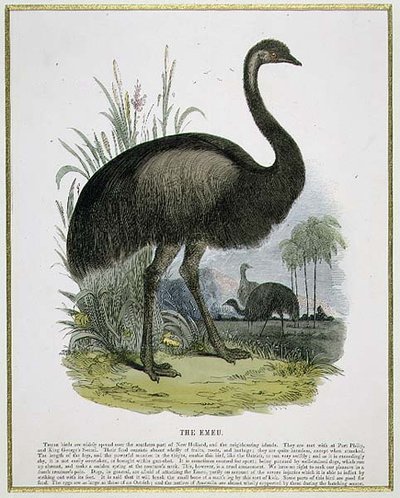 The Emu, pedagogisk illustrationspub. av Sällskapet för främjande av kristendomskundskap av Josiah Wood Whymper