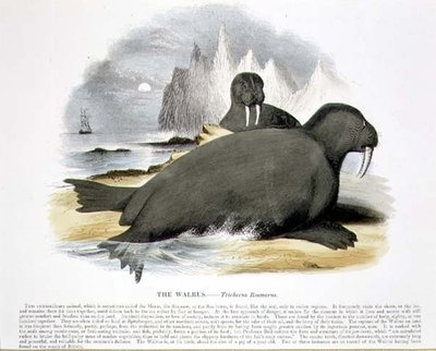 Valrossen (Trichecus rosmarus) pedagogisk illustration utgiven av Society for Promoting Christian Knowledge. av Josiah Wood Whymper
