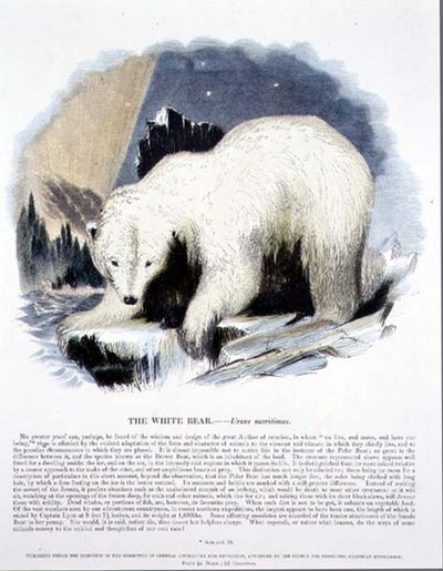 Den vita björnen (Ursus maritimus) pedagogisk illustration pub. av Sällskapet för främjande av kristendomskundskap av Josiah Wood Whymper