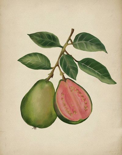 Färsk guava – botanisk av Josie George