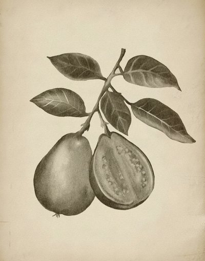 Botanisk studie av guava av Josie George