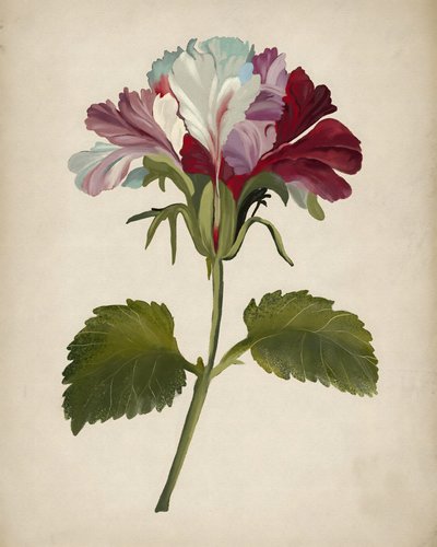 En färgsprakande pelargonblomma av Josie George