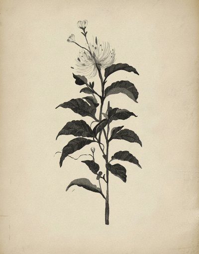 Vintage botanisk illustration av Josie George